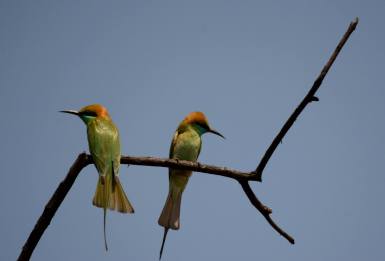 Green Bee-eaters after a tiff.