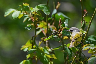Grey hooded warble