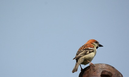 The male Russet sparrow and the tit's tormentor-in-chief
