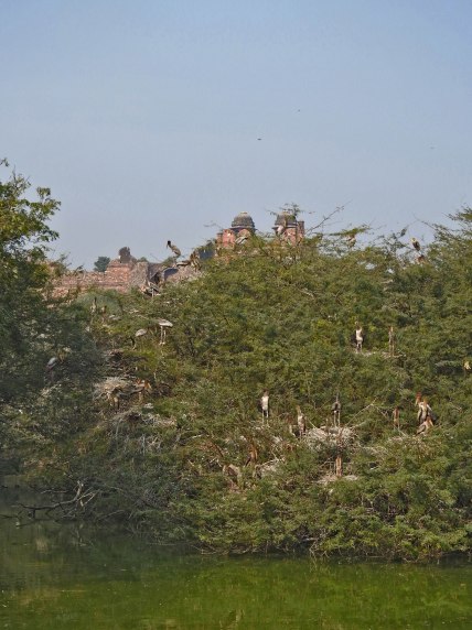 The heronry at Delhi zoo, against the backdrop of the Purana Qila