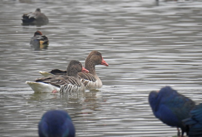 A pair of Greylag Geese