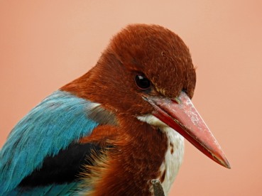 White Breasted Kingfisher