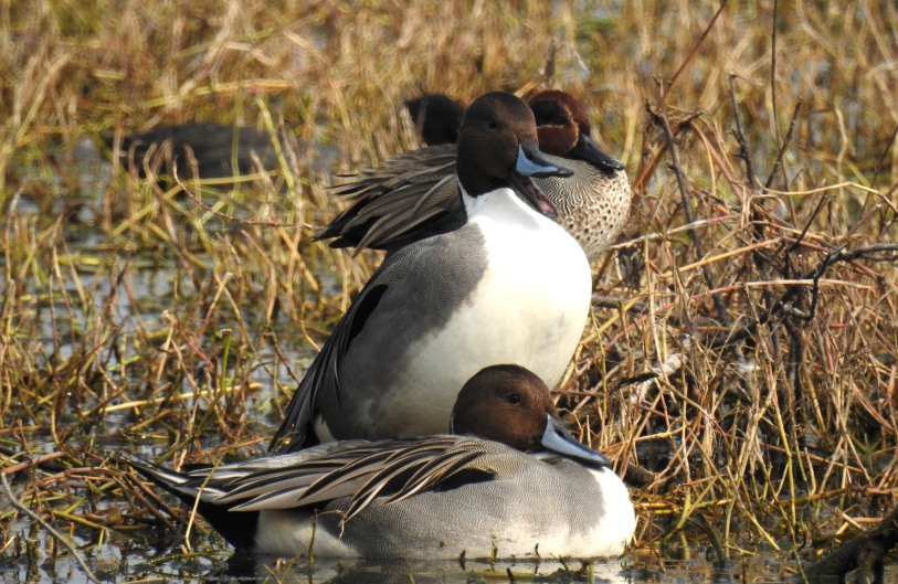 Northern pintails