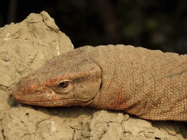 Portrait of a Indian Monitor Lizard
